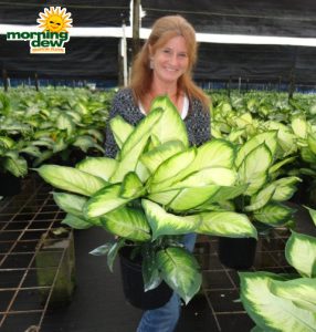 dieffenbachia tropic marianne