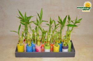 dish garden lucky bamboo