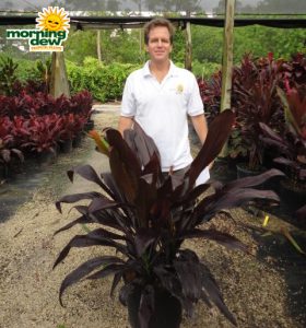 cordyline black magic