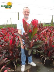 cordyline florica