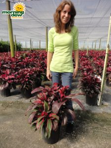 cordyline ruby