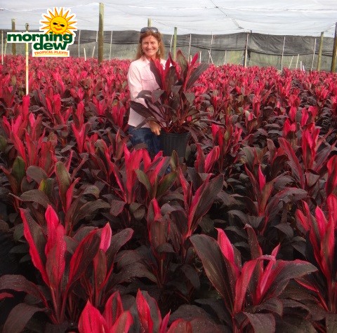 cordyline xerox