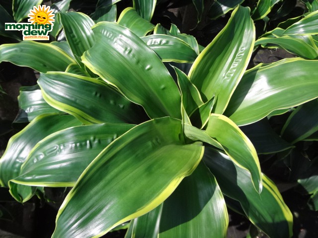 dracaena dorado leaf puckers in hot weather