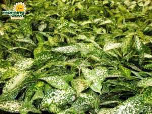 dracaena florida beauty