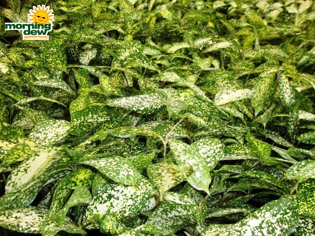 dracaena florida beauty