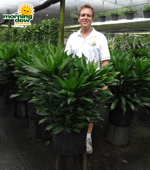 dracaena green jewel