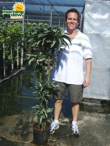 dracaena jade jewel cane