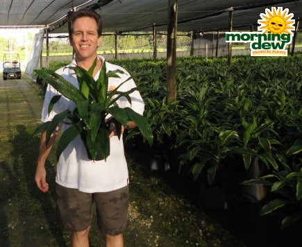 dracaena janet craig