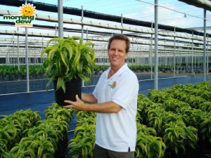 dracaena lemon surprise