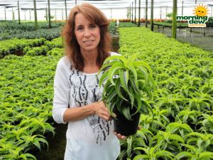 dracaena lemon surprise