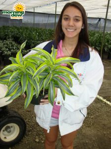 dracaena lemon surprise