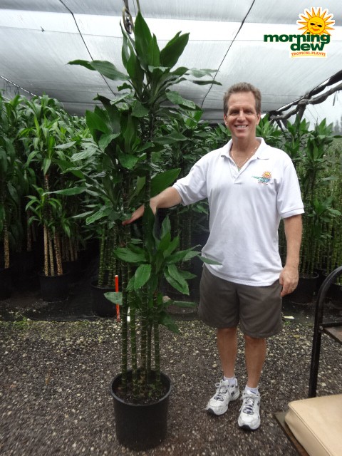 dracaena lind cane