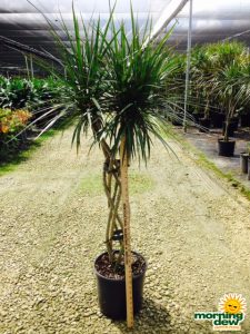 dracaena marginata braid
