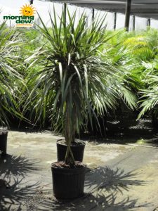 dracaena marginata braid