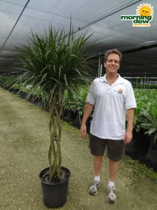 dracaena marginata braid open weave