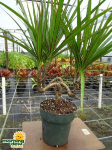 dracaena marginata candelabra