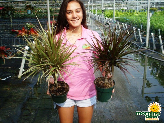 dracaena marginata candelabra