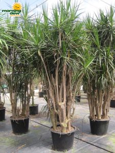 dracaena marginata character