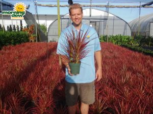 dracaena marginata colorama