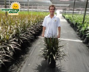 dracaena marginata magenta