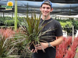 dracaena marginata magenta