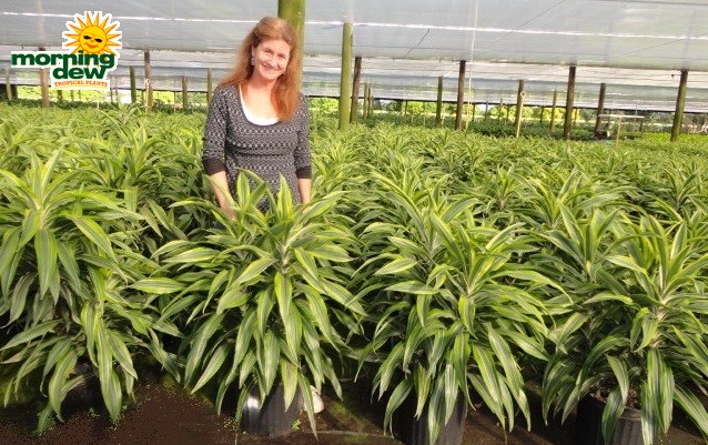 dracaena warneckii gold star