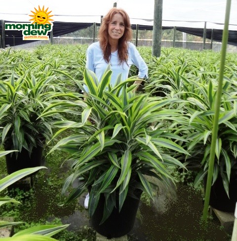 dracaena warneckii gold star