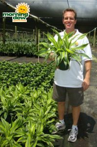 dracaena warneckii gold star