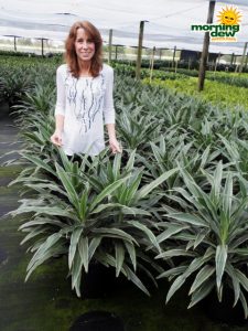 dracaena warneckii jumbo