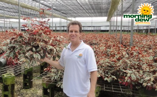 excoecaria hanging basket