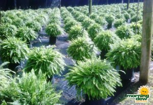 fern boston compacta