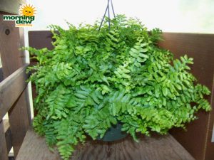 fern dallas Hanging Basket