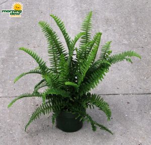 fern emerald queen