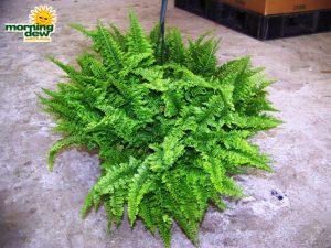 fern flruffle