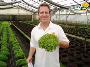 fern selaginella gold moss