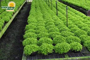 fern selaginella gold moss