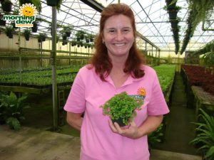 fern selaginella lacey spike moss