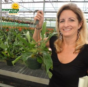 fern staghorn hanging basket