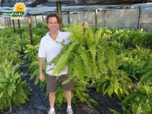 fern tiger hanging basket