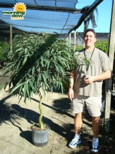 ficus alii corkscrew tree