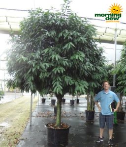 ficus amstel king tree
