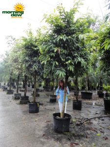 ficus amstel king tree