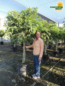 ficus benjamina braid