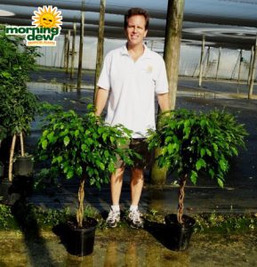 ficus benjamina braid