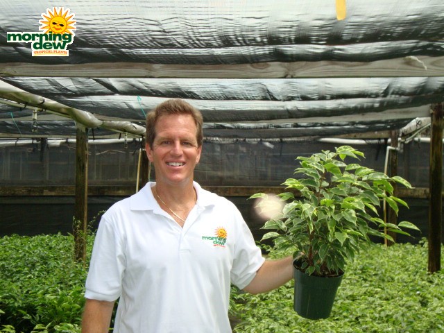 ficus benjamina bush variegated