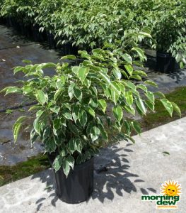 ficus benjamina bush variegated