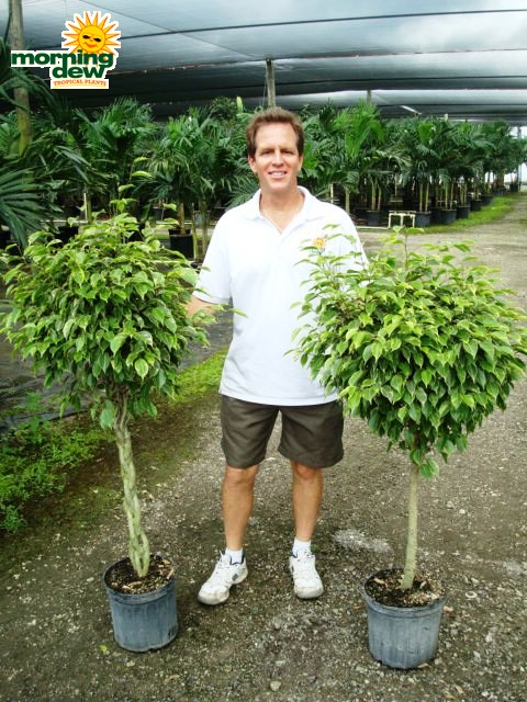 ficus benjamina variegated braid tree