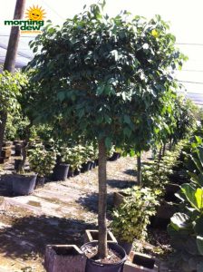 ficus brazil tree