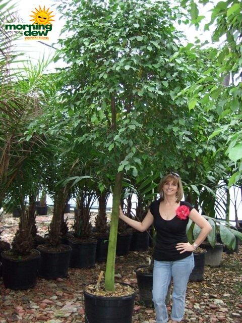 ficus brazil tree