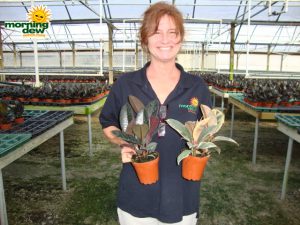 ficus elastica burgundy tineke